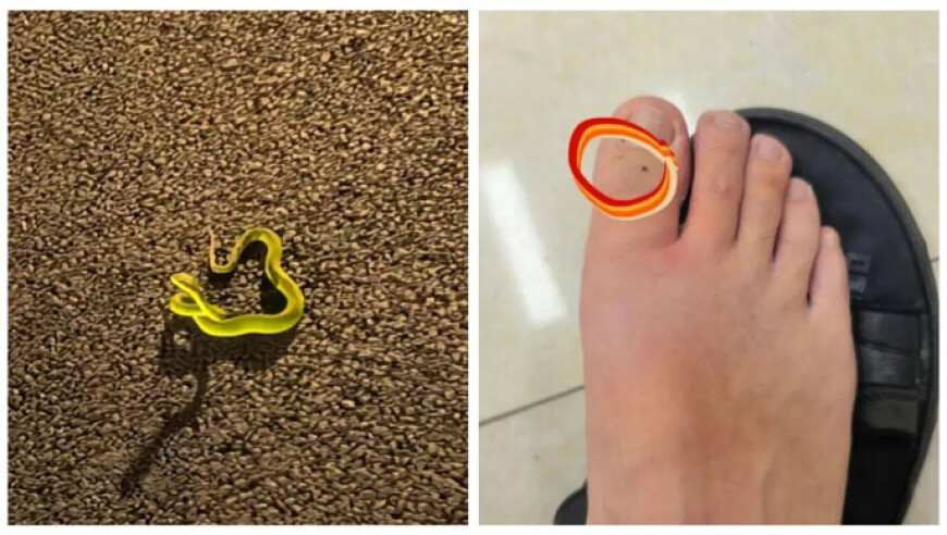 今晚必中的四不像图,一货车涉嫌非法运输烟叶被查,决策资料解释落实_公测版V6.19